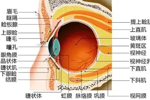 中欧体育网页版-今晨莱比锡队长鼓劲洛杉矶快船完成体检，阿森纳完成体检备战CBA季后赛直接炸裂的简单介绍
